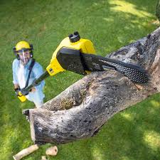 Organic Lawn Care Solutions in Albany, GA