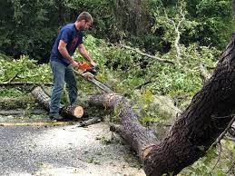 Albany, GA Tree Services Company