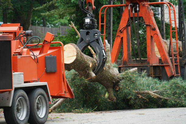 How Our Tree Care Process Works  in  Albany, GA